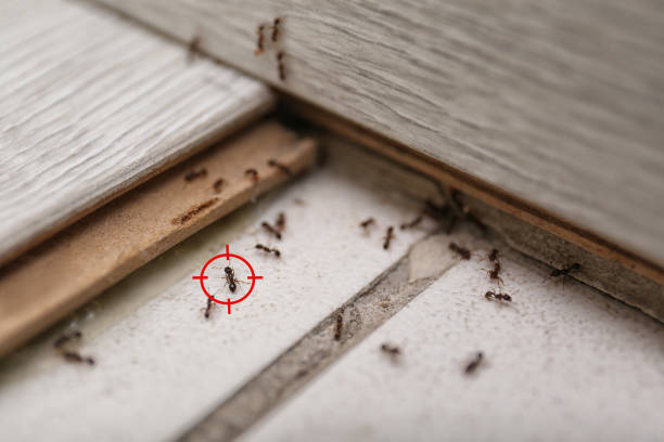 Best Commercial Pest Control Services  in Honea Path, SC
