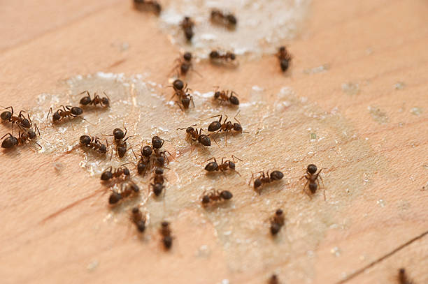  Honea Path, SC Pest Control Pros